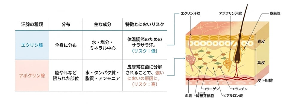 汗線の種類